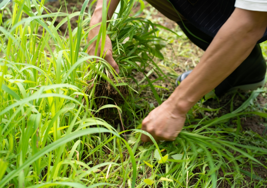 敷地や用途に合わせた刈り取り対応