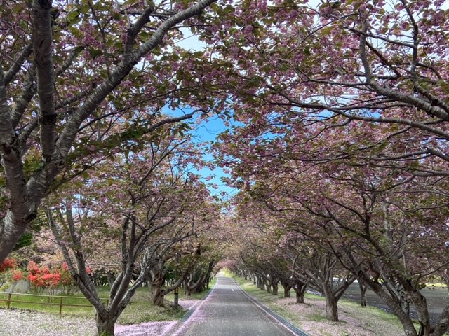 函館の桜並木