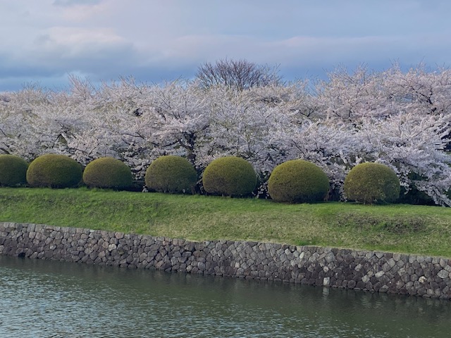 春です🌸